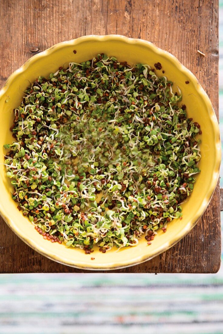 Fresh sprouts in a bowl of water