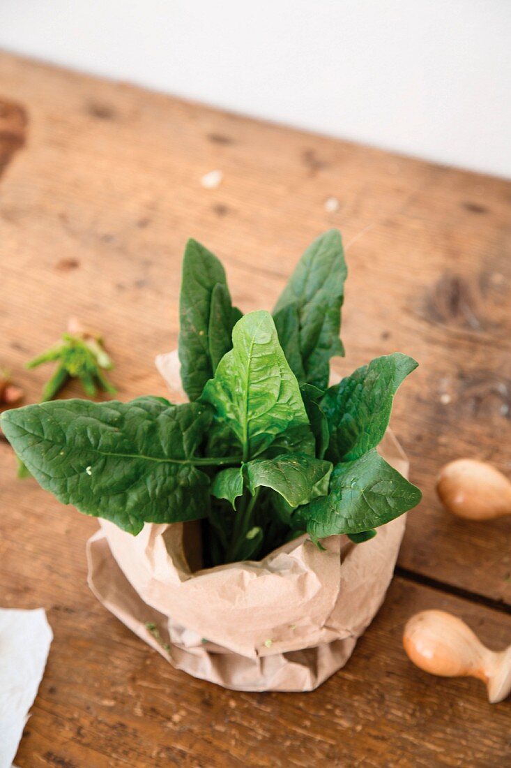 Fresh spinach in a plant pot