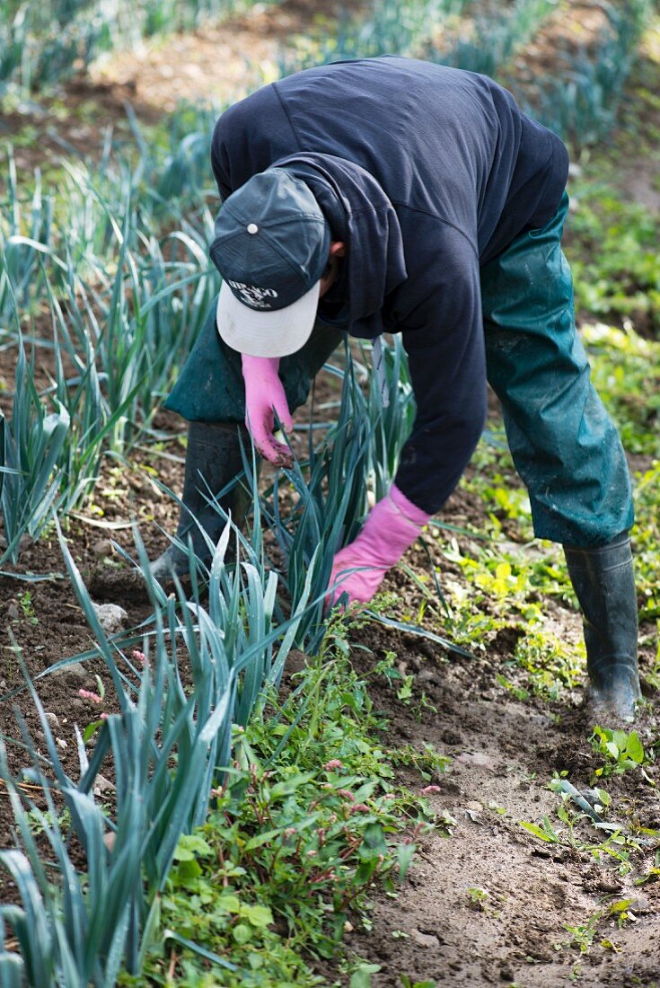 Organic leek cultivation: a farmer removes weeds by hand