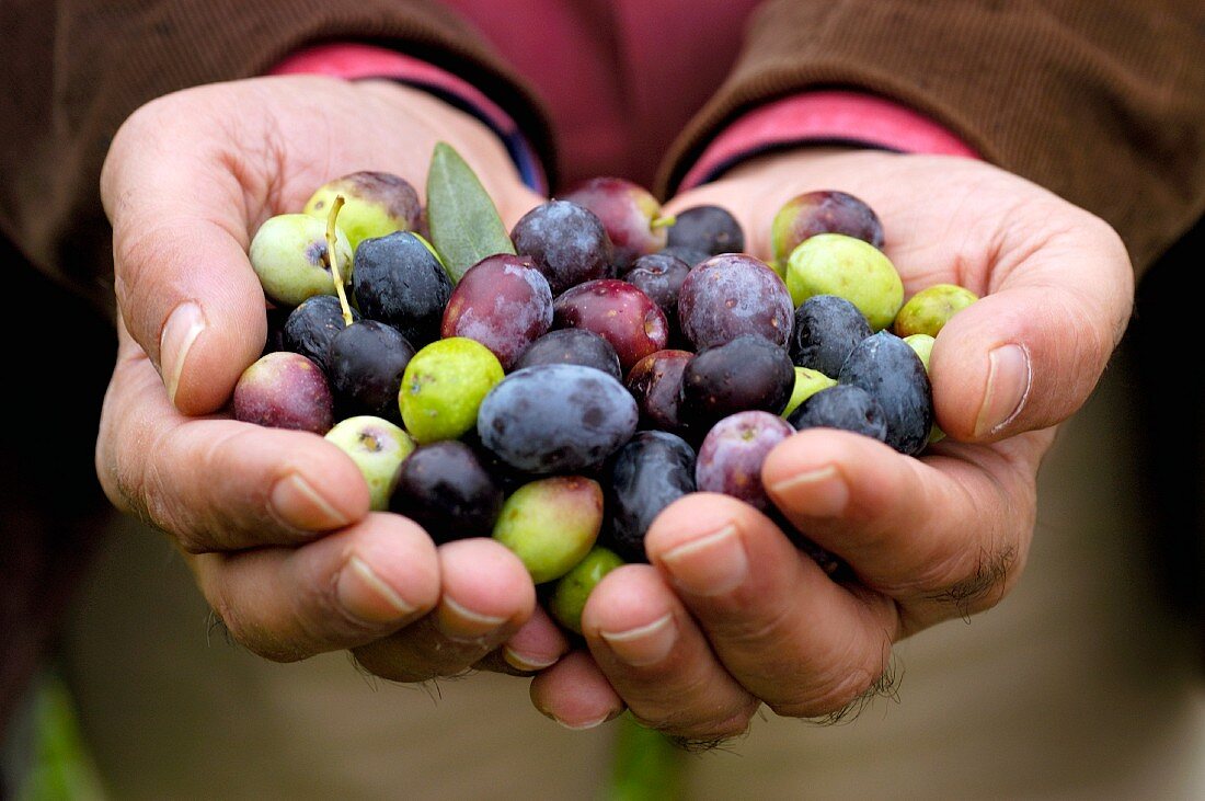 Hands presenting freshly harvested olives