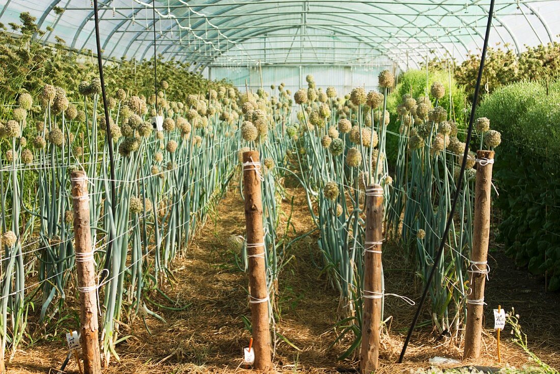 Seeds being propagated in a greenhouse