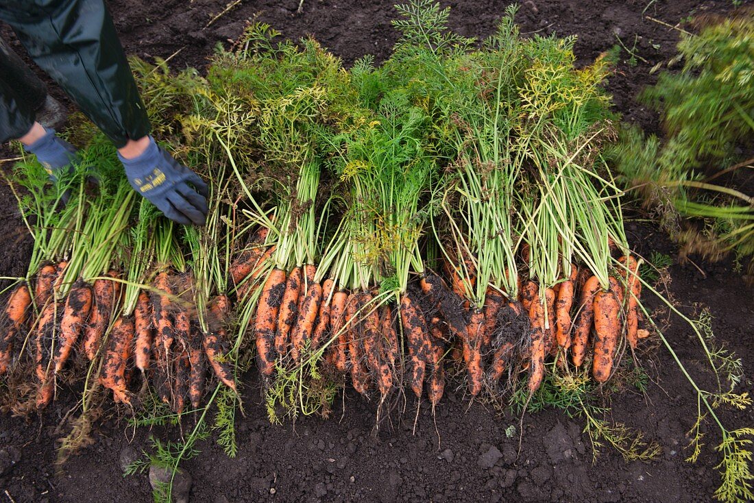 Frisch geerntete Biokarotten auf dem Acker liegend