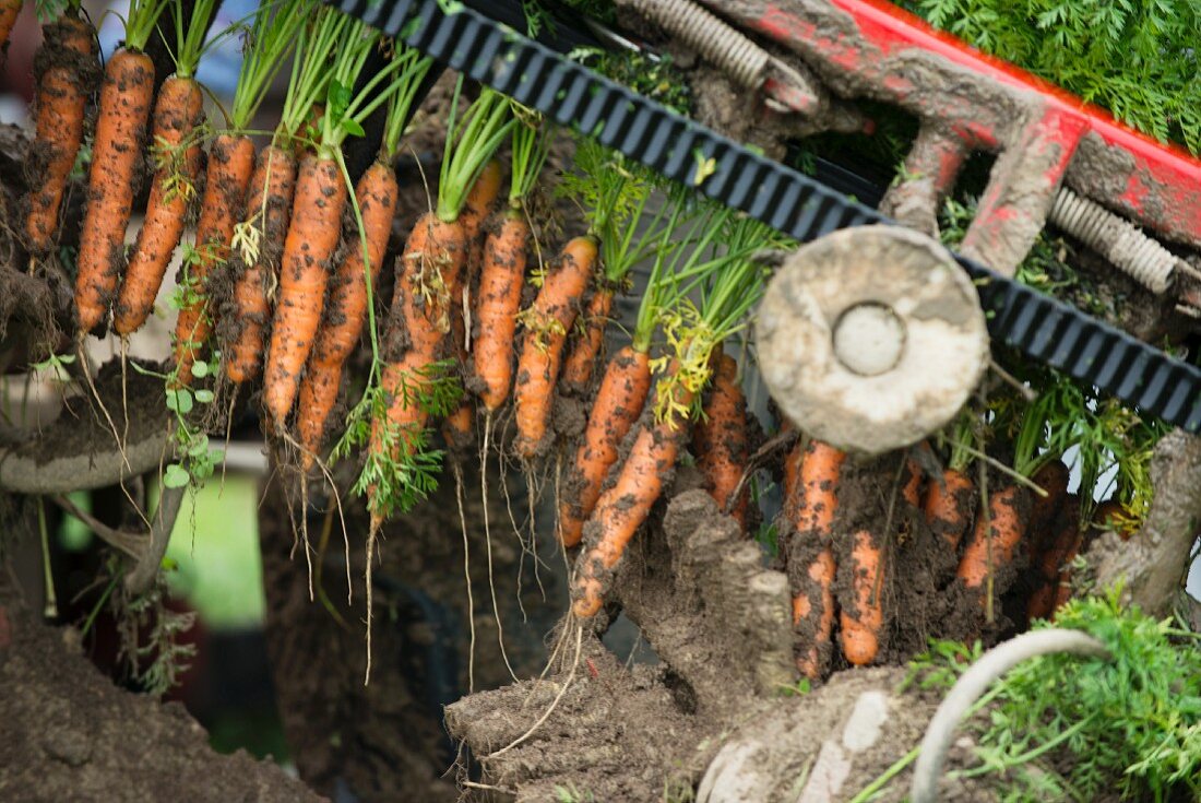 Mechanised carrot farming