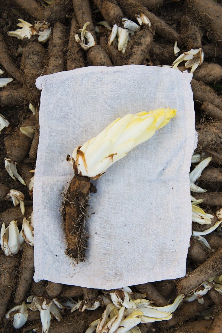 Chicory with its root attached lying on a cloth