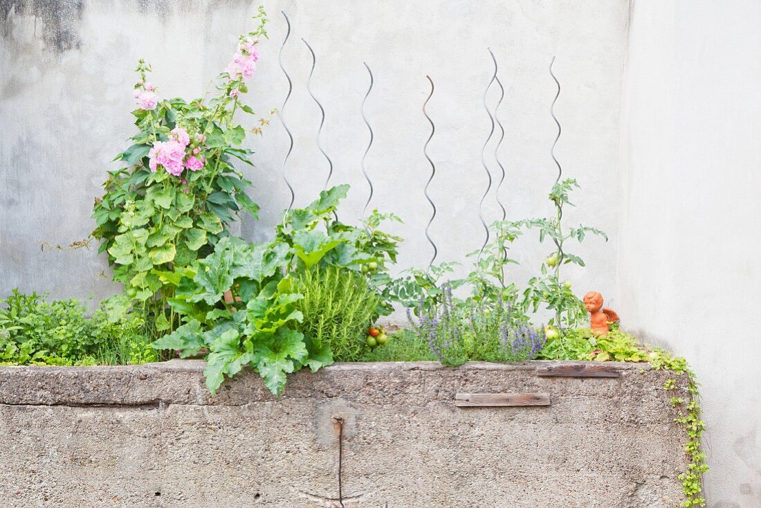 Various herbs, garden plants and flowering plants in concrete trough