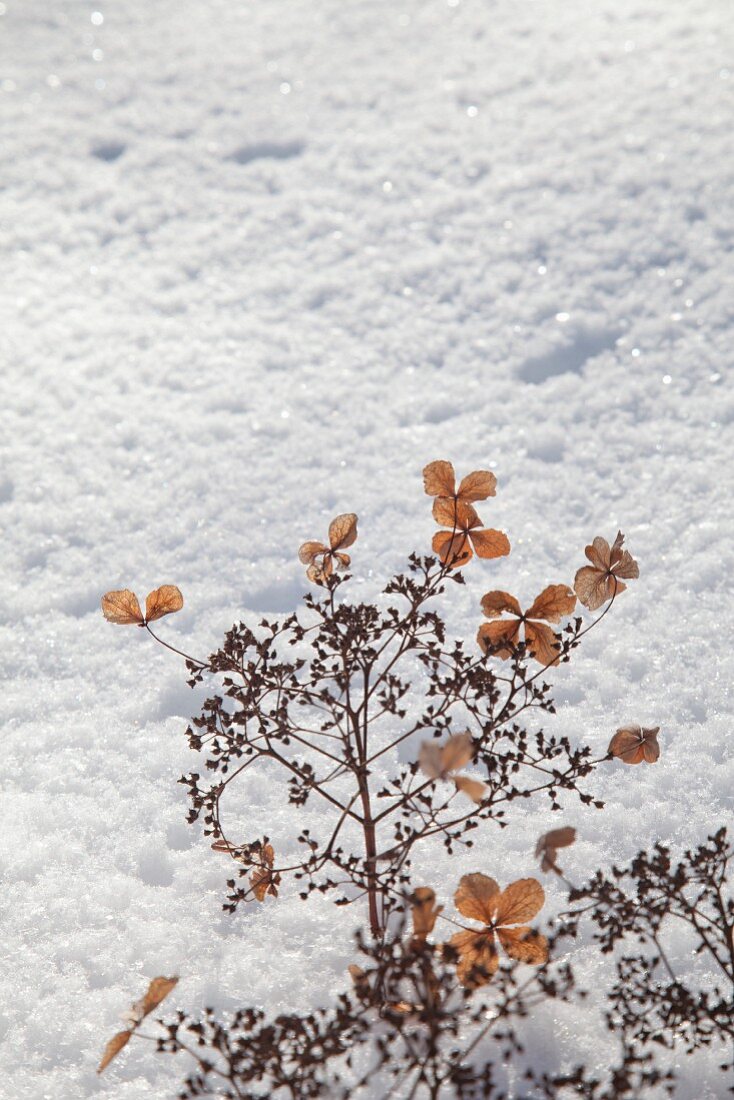 Dried hydrangea umbels in snow
