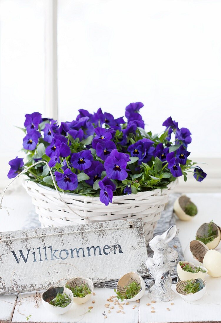Purple violas in basket and moss in eggshells