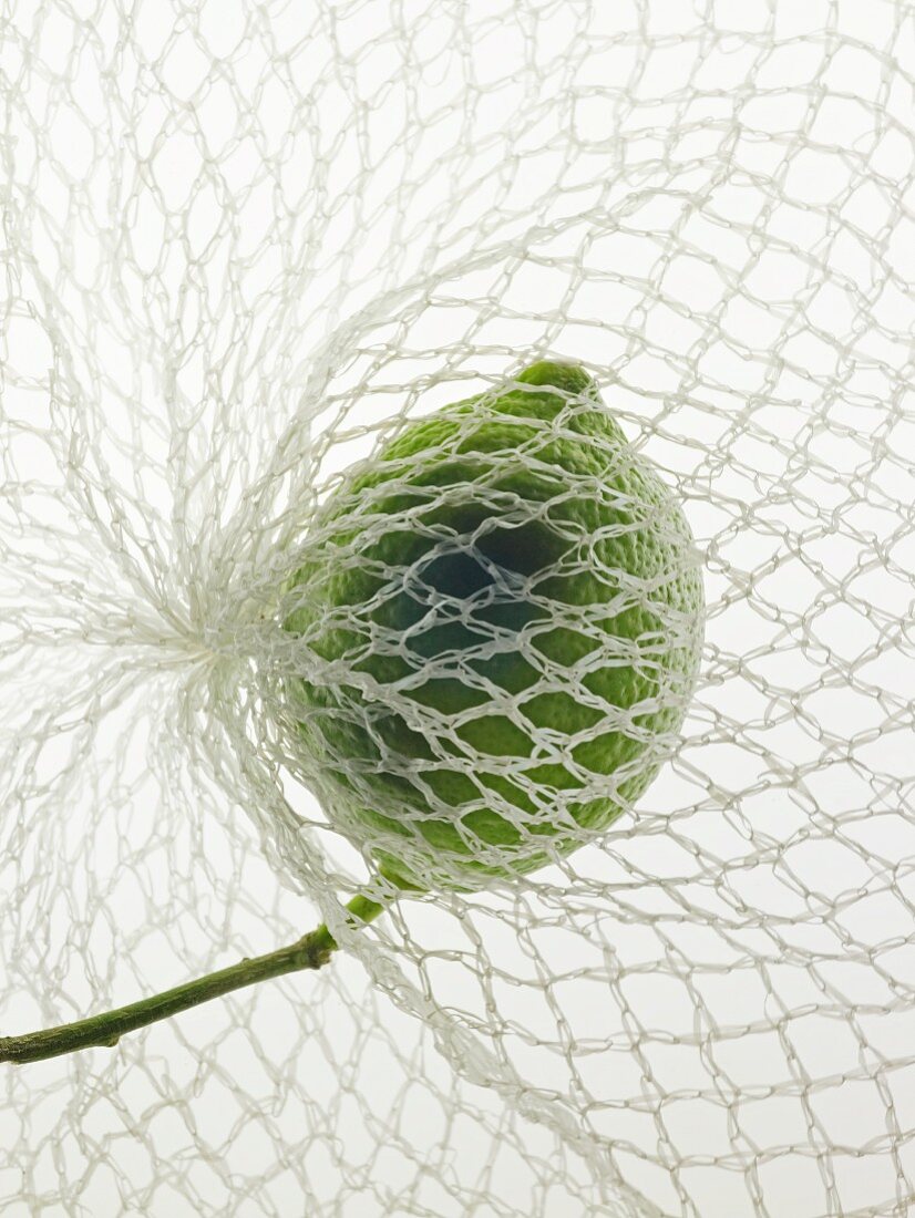 A green organic lemon with a stem in a net