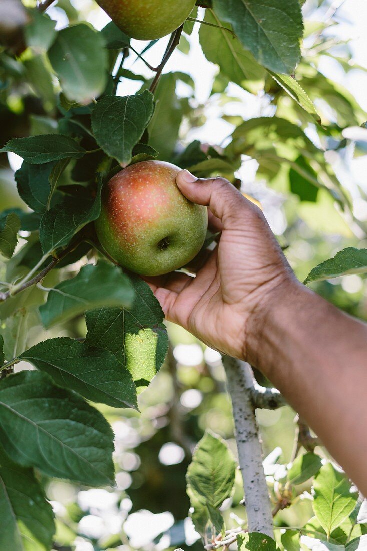 A man is picking a Fuji apple from the tree