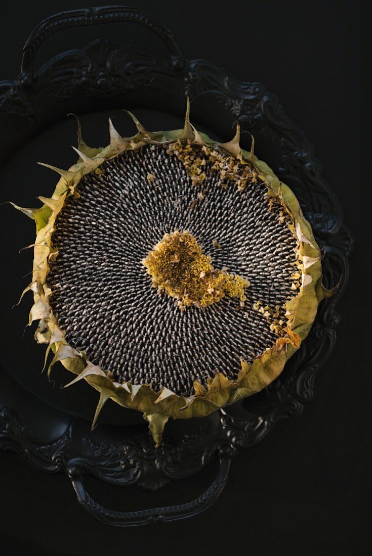 A dried sunflower on a vintage metal tray (seen from above)