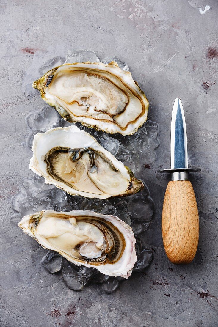 Open oysters on ice and knife on gray concrete background
