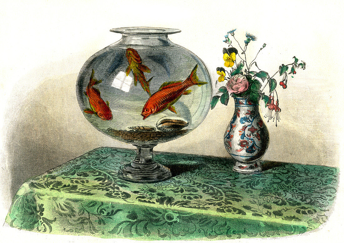 Goldfish in a bowl,19th century