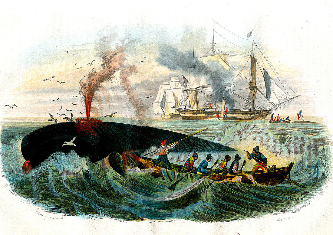 Whale hunting,19th century