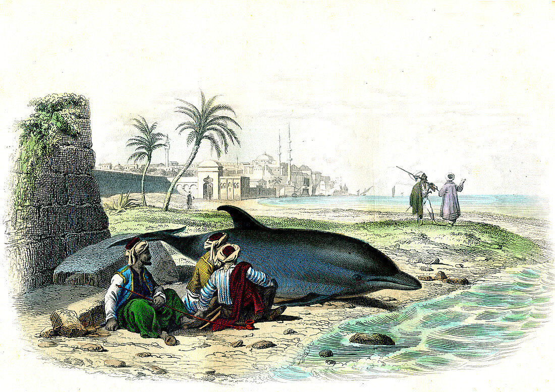 Beached dolphin,19th century