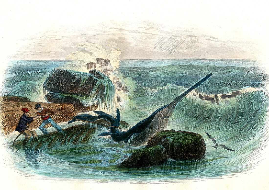 Trapped sawfish,19th century