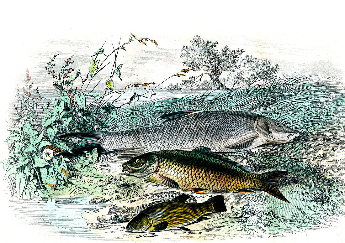 Barbel and other fish,19th century