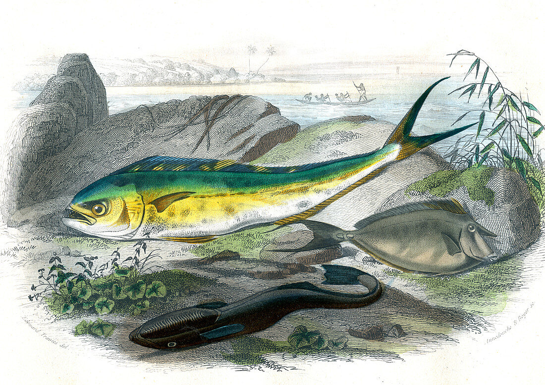 Dolphinfish and other fish,19th century
