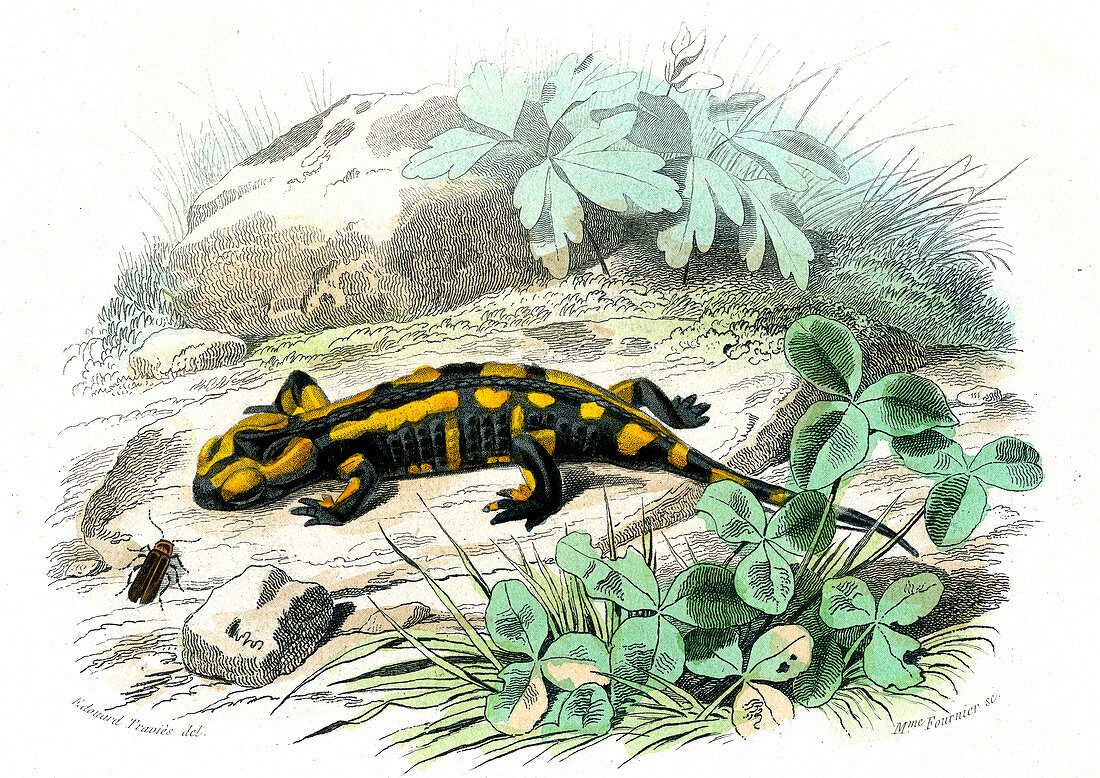Fire salamander,19th century