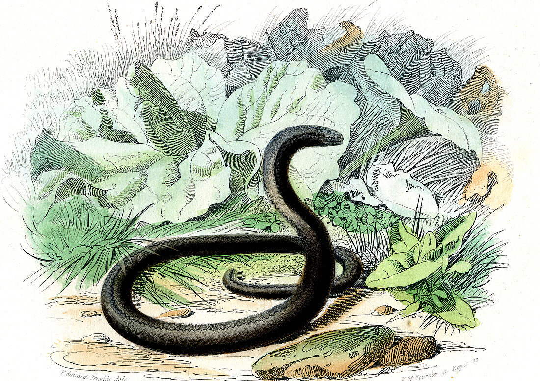 Slow worm,19th century