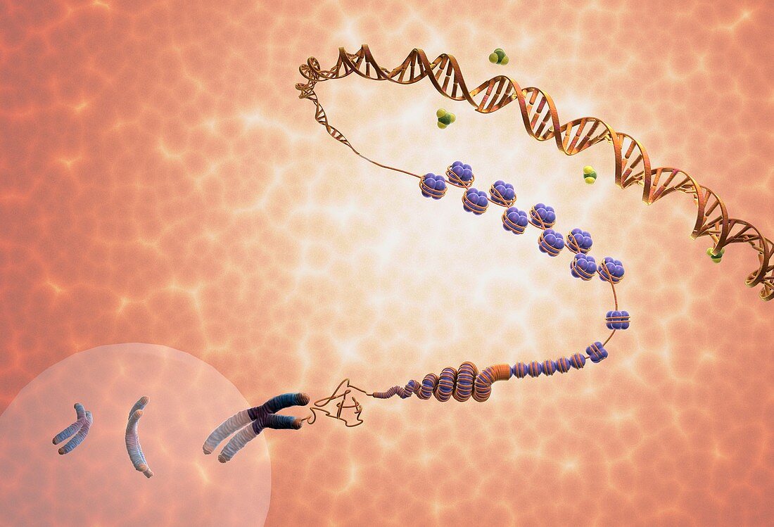 Cellular DNA and epigenetics,diagram