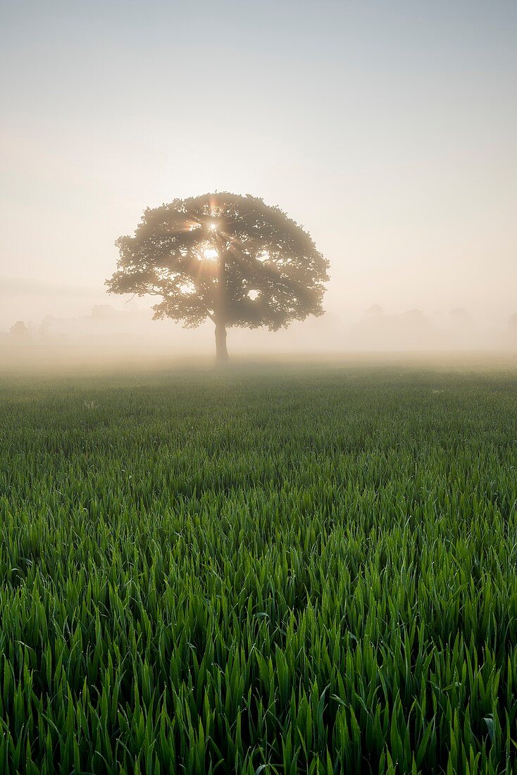 Tree and wheat field in morning mist