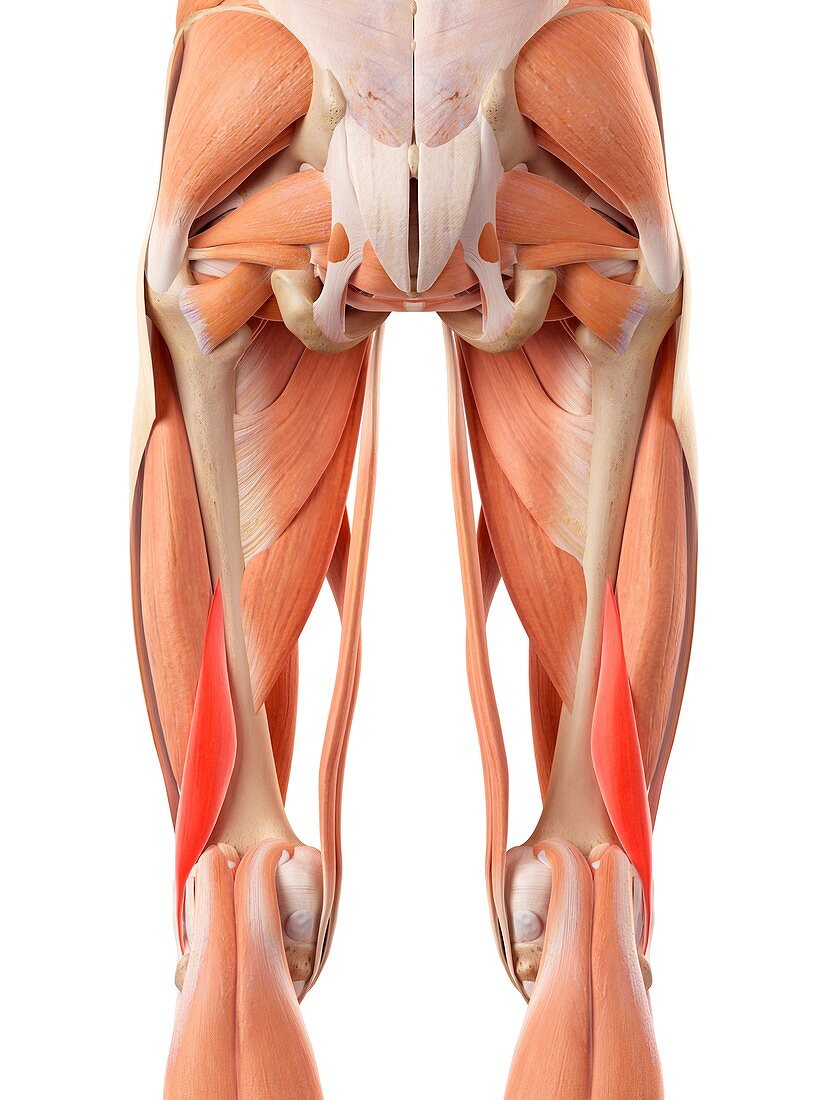 Muscular system of legs