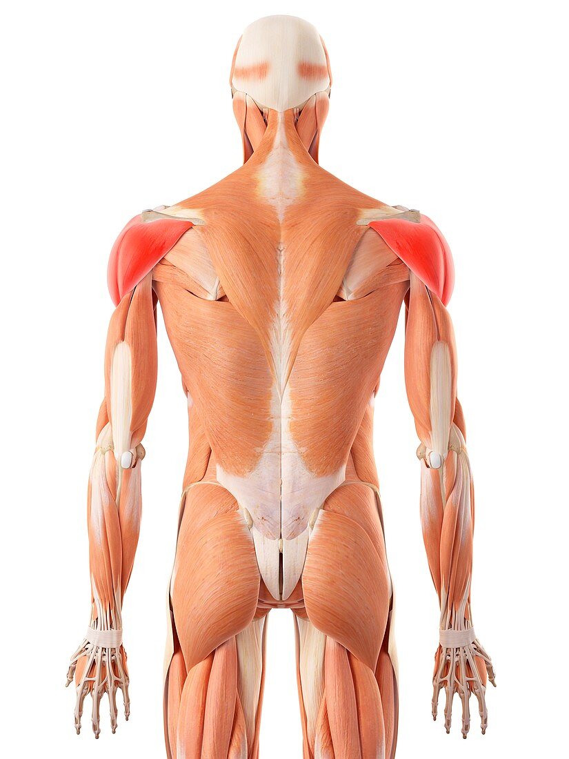 Human deltoid muscles