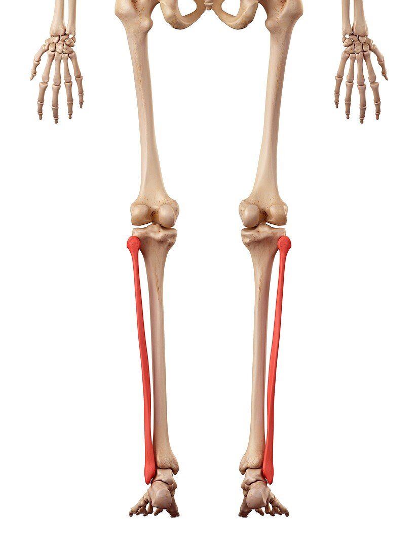 Leg bones