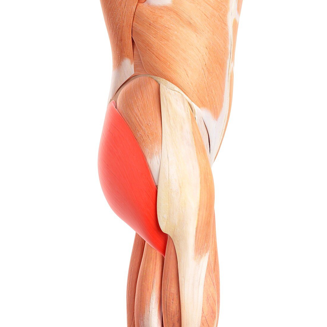 Human buttock muscles