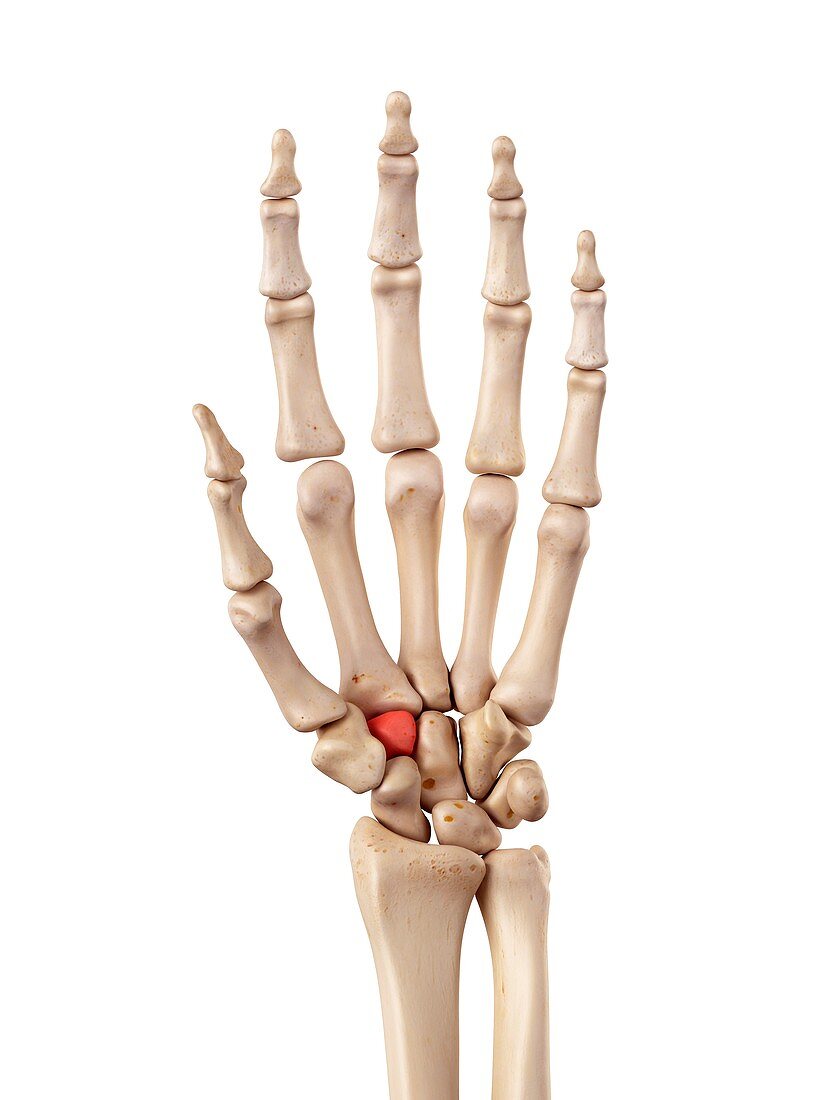 Hand bones