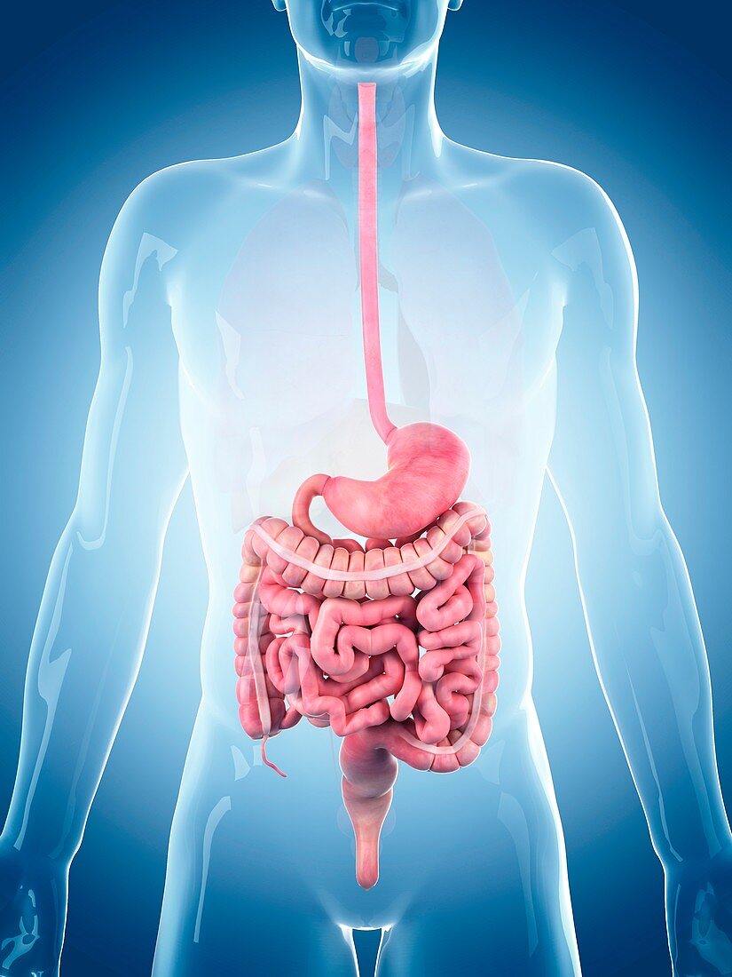 Human digestive system