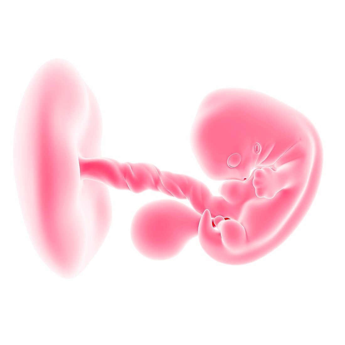 Human fetus age 7 weeks