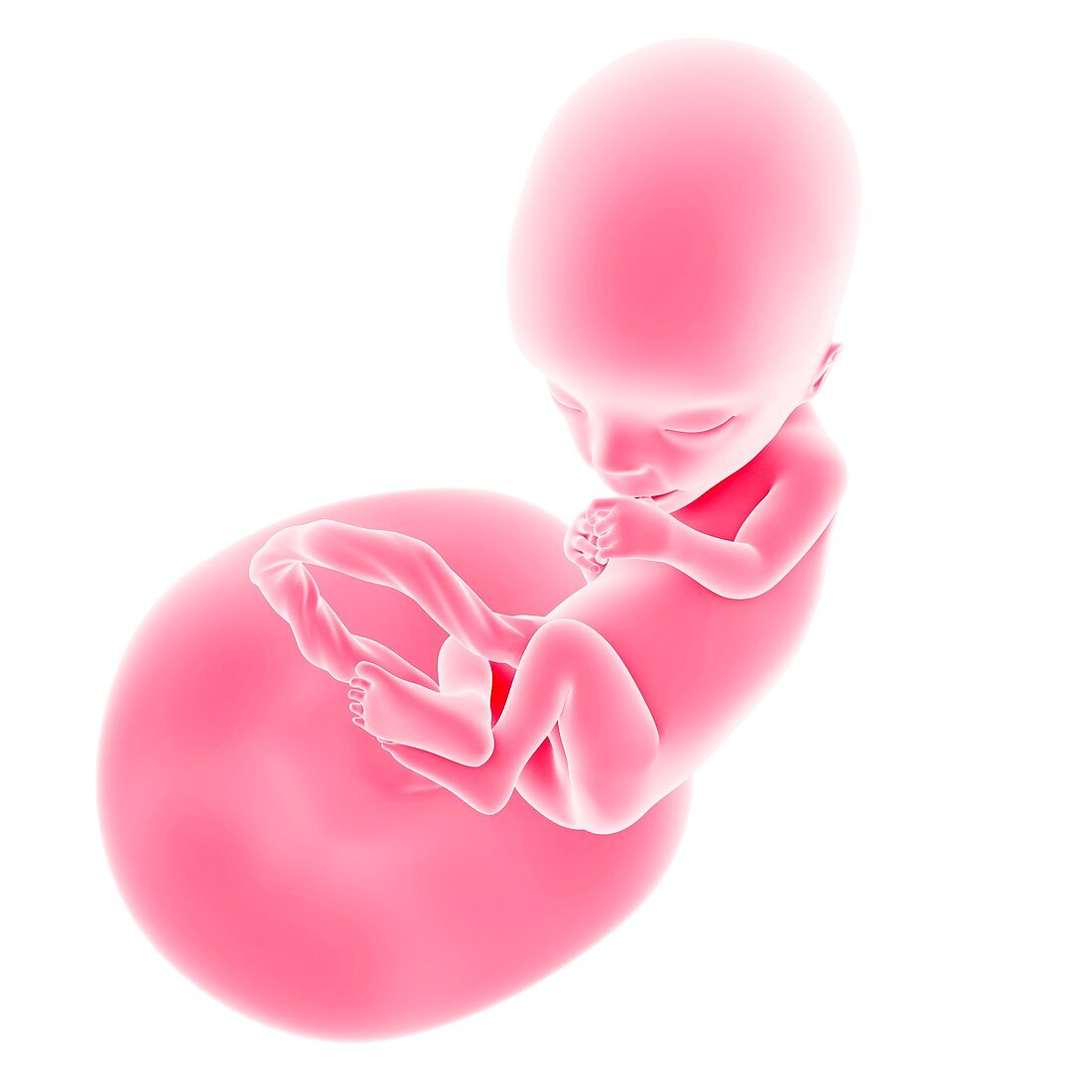 Human fetus age 13 weeks