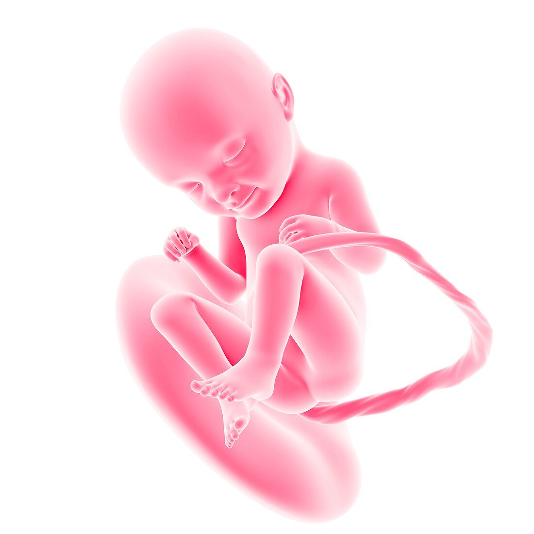 Human fetus age 33 weeks
