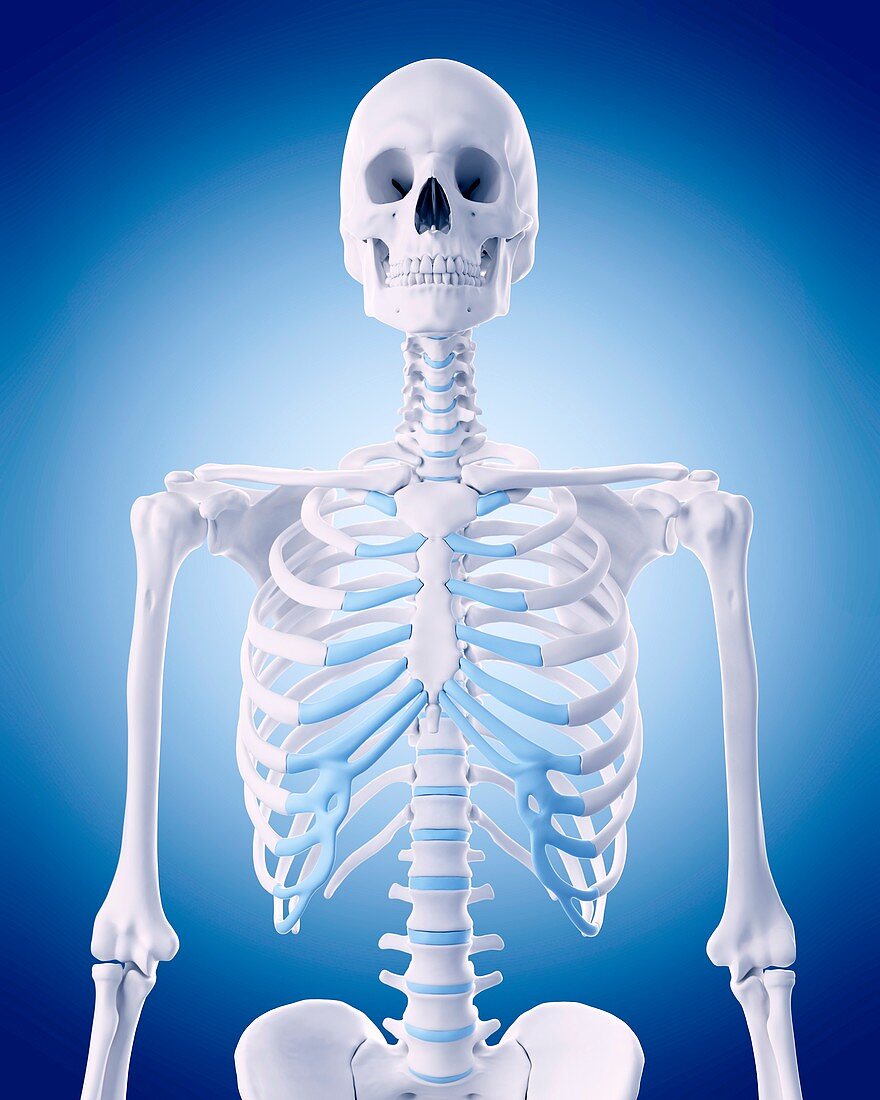 Bones of human thorax