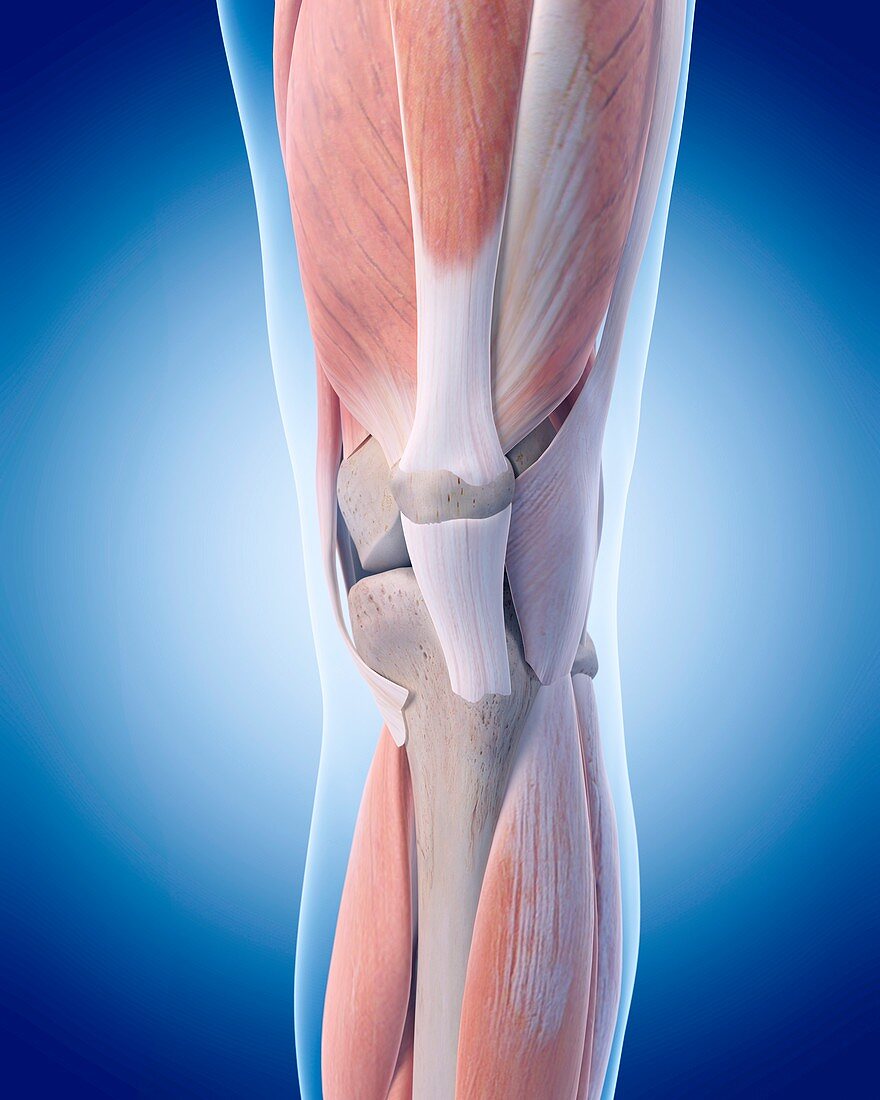 Human knee muscles