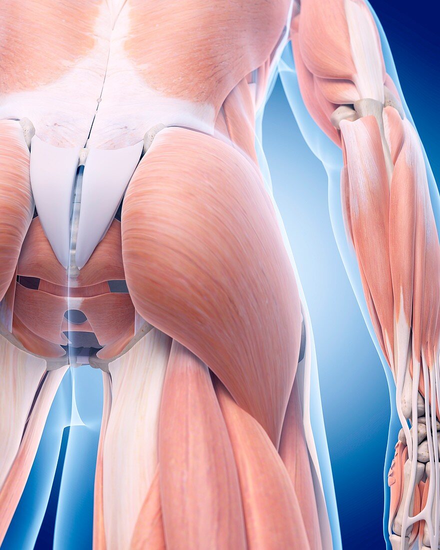 Human buttock muscles