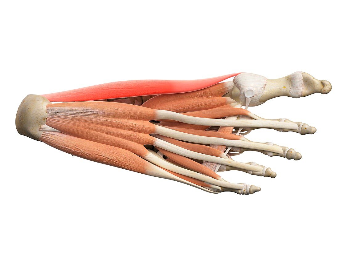 Foot muscles
