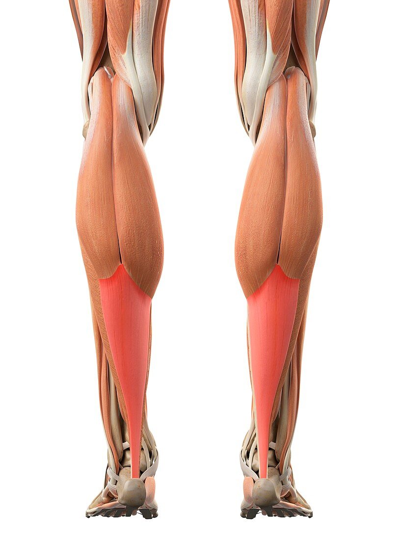 Leg tendons