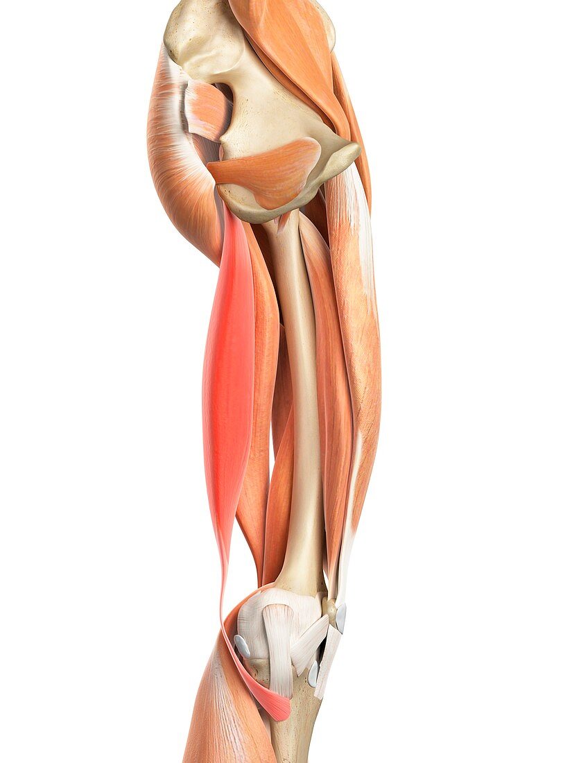 Leg muscles