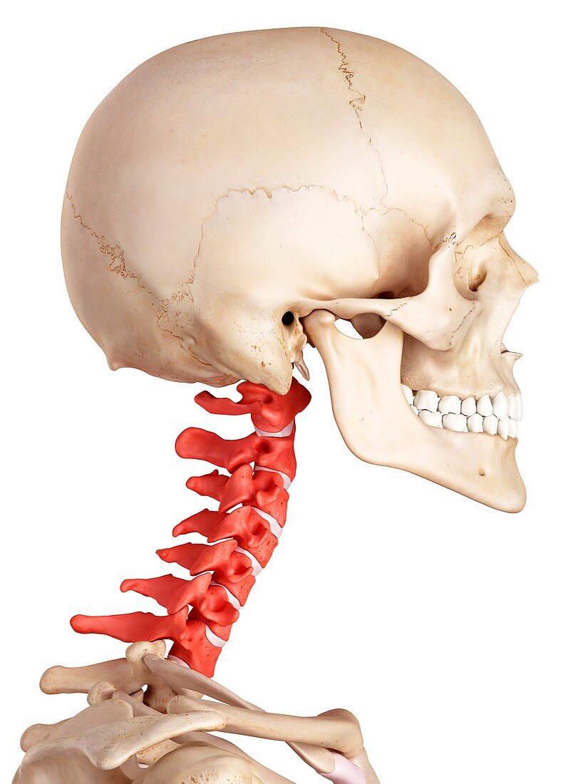 Human cervical spine