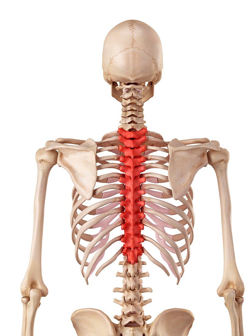 Human thoracic spine