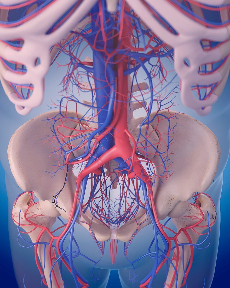 Vascular system of abdomen