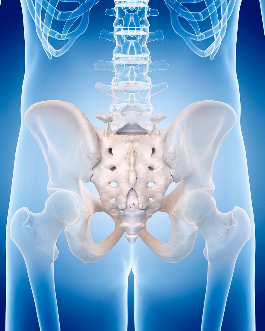 Human sacrum