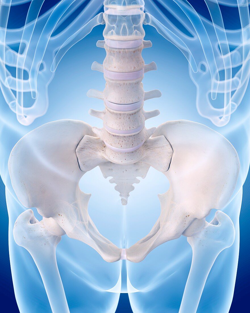 Human lumbar spine