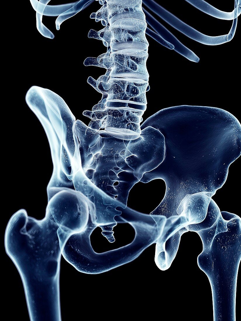 Human hip bones
