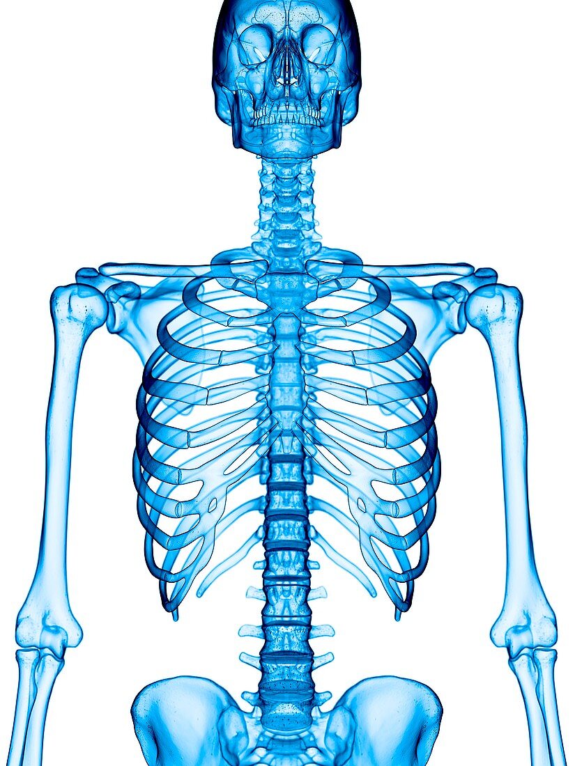 Human skeletal structure