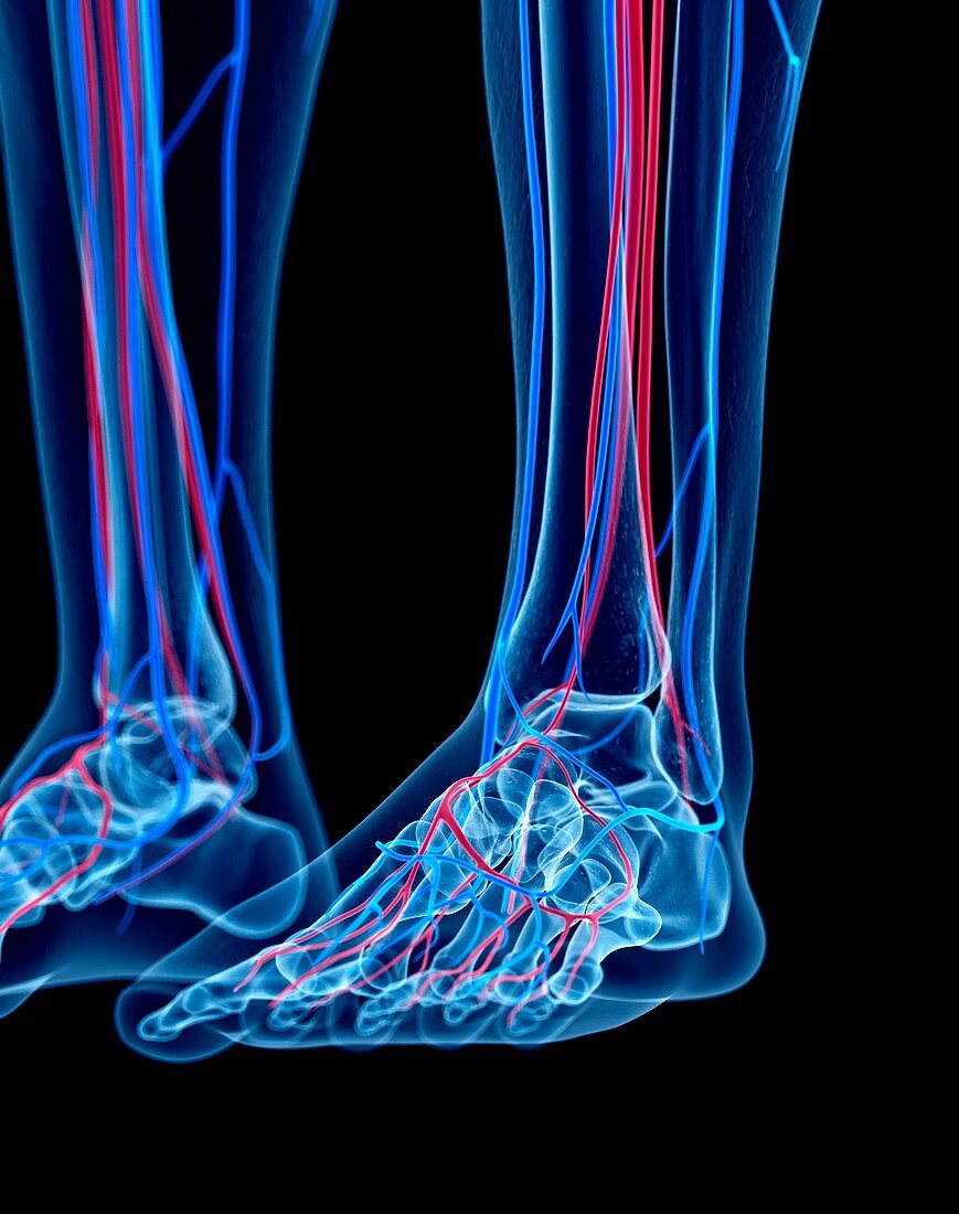 Vascular system of foot