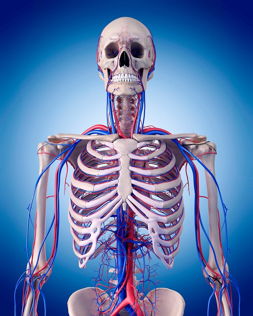 Vascular system of thorax