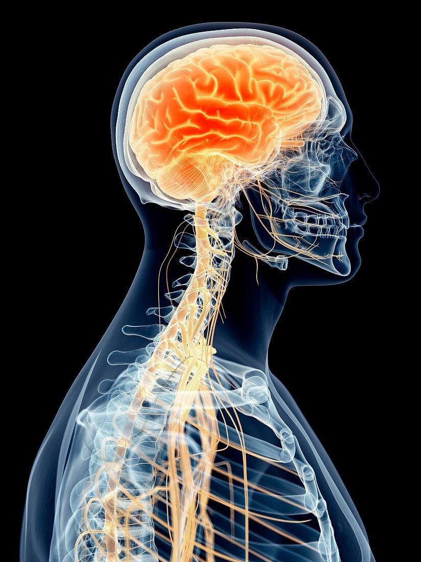 Human brain and cervical nerves